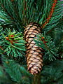 Picea abies Columnaris IMG_1345 Świerk pospolity